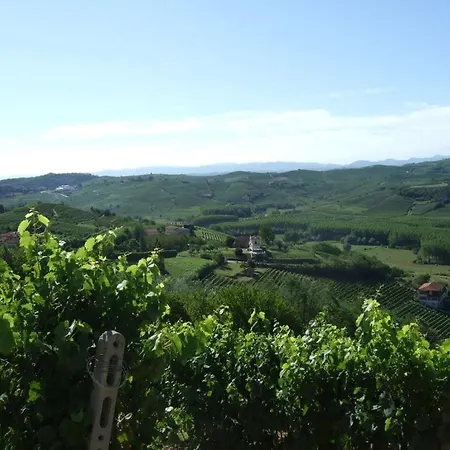 Barbera In Pesce Mombaruzzo
